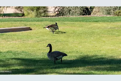 27789 N 129th Lane, Peoria, AZ 85383 - Photo 113