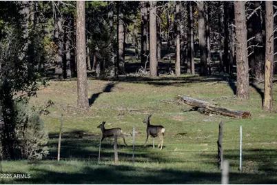 685 Kuhn Road, Pinedale, AZ 85934 - Photo 59