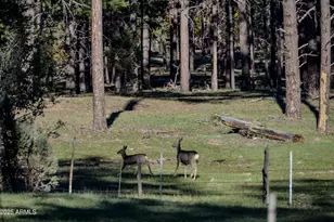 685 Kuhn Rd, Pinedale, AZ 85934 - Photo 59