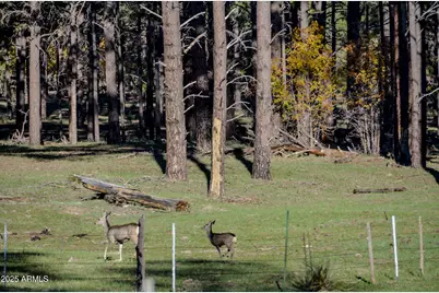 685 Kuhn Road, Pinedale, AZ 85934 - Photo 61