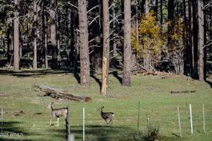 685 Kuhn Rd, Pinedale, AZ 85934 - Photo 61