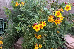 705 W 16th St, Tempe, AZ 85281 - Photo 23