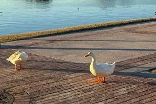 17502 W Arroyo Way, Goodyear, AZ 85338 - Photo 69