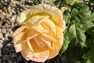 20219 N 125th Ave, Sun City West, AZ 85375 - Photo 13