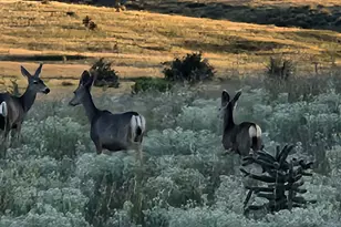 4 Mustang Trail, Sonoita, AZ 85637 - Photo 107