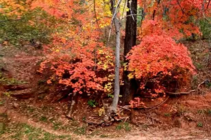 861 S Palomino Way, Payson, AZ 85541 - Photo 23