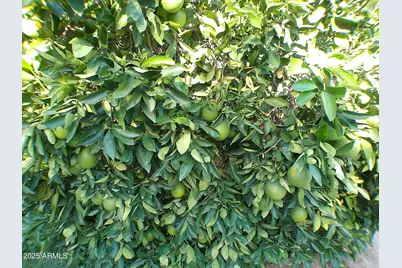 129 E Donna Drive, Queen Valley, AZ 85118 - Photo 9