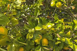 3815 W Charlotte Dr, Glendale, AZ 85310 - Photo 35