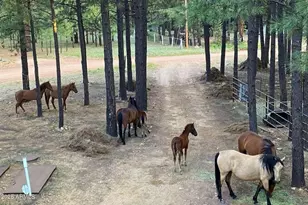 511 Mule Springs Trail, Forest Lakes, AZ 85931 - Photo 37