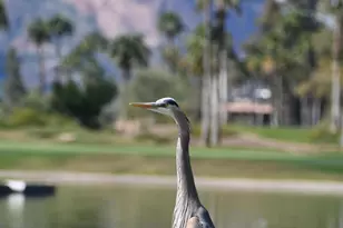8018 N Via Verde --, Scottsdale, AZ 85258 - Photo 43