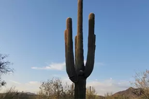 5418 E Yolantha St, Cave Creek, AZ 85331 - Photo 17