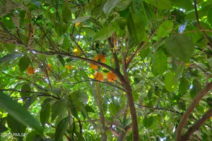 30 S Mesilla Ln, Casa Grande, AZ 85194 - Photo 41