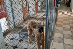 2150 N Rosser Rd, Ajo, AZ 85321 - Photo 9