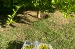 9427 S 51st Ave, Laveen, AZ 85339 - Photo 65