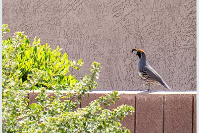 17496 N Escalante Lane, Surprise, AZ 85374 - Photo 37