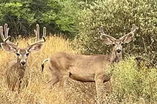 5830 E Restin Rd, Carefree, AZ 85377 - Photo 61