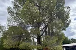 91 E Los Mangos, Green Valley, AZ 85614 - Photo 5