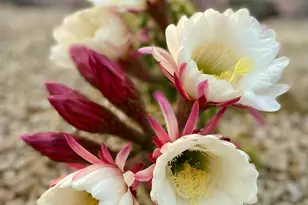 2049 E Gaffney Rd, New River, AZ 85087 - Photo 65