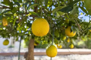 4765 E Jude Ct, Gilbert, AZ 85298 - Photo 63