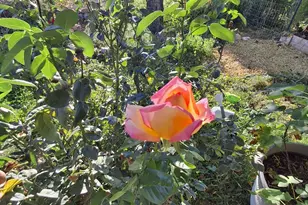 4020 E Creek View Dr, Camp Verde, AZ 86322 - Photo 5