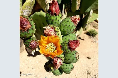 00_00 N 217th Avenue #-, Wittmann, AZ 85361 - Photo 7