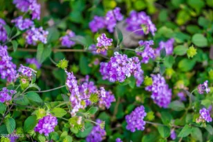 22815 N Arrellaga Dr, Sun City West, AZ 85375 - Photo 45