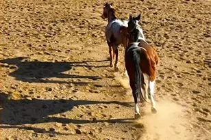 32905 N 140th St, Scottsdale, AZ 85262 - Photo 11