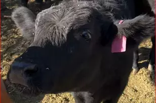 32905 N 140th St, Scottsdale, AZ 85262 - Photo 121