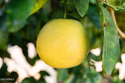 821 Leisure World --, Mesa, AZ 85206 - Photo 23