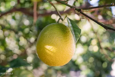 821 Leisure World --, Mesa, AZ 85206 - Photo 21