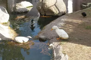 6550 N 47th Ave N, Glendale, AZ 85301 - Photo 21