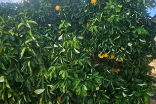 22855 W Sunset Ln, Congress, AZ 85332 - Photo 37