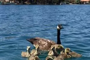 1146 W Sea Fog Dr, Gilbert, AZ 85233 - Photo 39