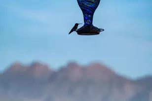 13815 N Vista Del Oro, Fort McDowell, AZ 85264 - Photo 75