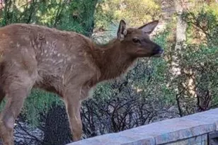 1201 W Chatham Dr, Payson, AZ 85541 - Photo 23