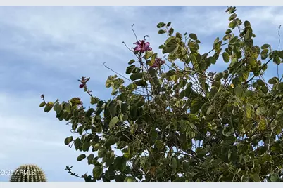 13319 W Solano Drive, Litchfield Park, AZ 85340 - Photo 3