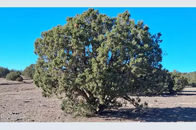 5 County Rd N8285 -- #-, Concho, AZ 85924 - Photo 9