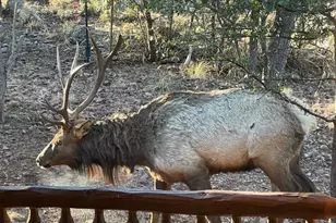 6215 W Sharyn Rd, Pine, AZ 85544 - Photo 3