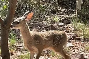 6215 W Sharyn Rd, Pine, AZ 85544 - Photo 77