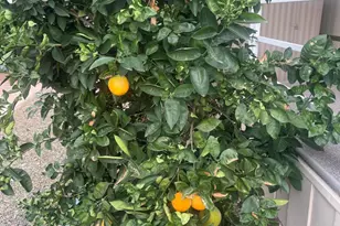 11425 E University Dr, Apache Junction, AZ 85120 - Photo 17