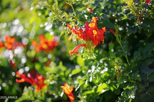 9215 E Lazywood Pl, Carefree, AZ 85377 - Photo 71