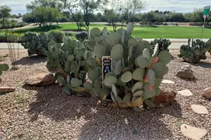 7949 E Joshua Tree Ln, Scottsdale, AZ 85250 - Photo 43