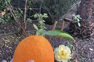 13055 W Cliffrose Rd, Peoria, AZ 85383 - Photo 25