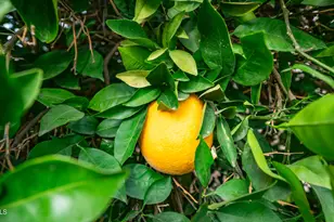 747 E Germann Rd, San Tan Valley, AZ 85140 - Photo 29