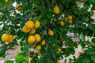 747 E Germann Rd, San Tan Valley, AZ 85140 - Photo 27