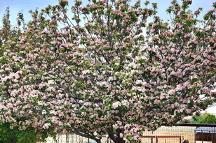 1125 N Wagon Wheel Pl, Chino Valley, AZ 86323 - Photo 49