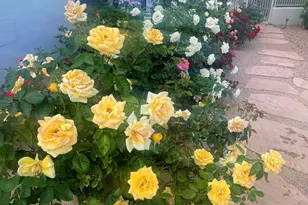 8437 E Sulky Cir, Scottsdale, AZ 85255 - Photo 49