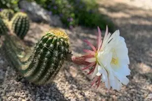 9796 E Gamble Ln, Scottsdale, AZ 85262 - Photo 33