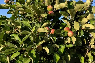 14764 S Amado Blvd, Arizona City, AZ 85123 - Photo 57