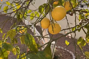 633 S 87th Pl, Mesa, AZ 85208 - Photo 33